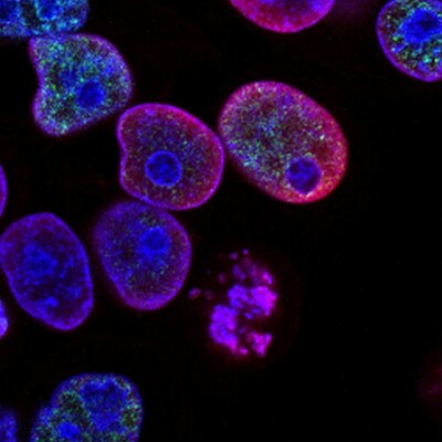 Timeline: Timeline sobre la cèl·lula