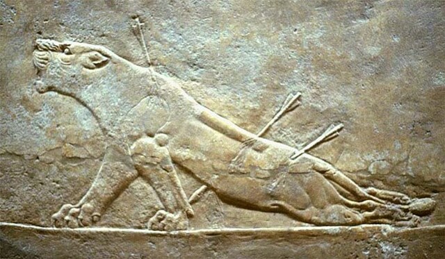 Раненная львица