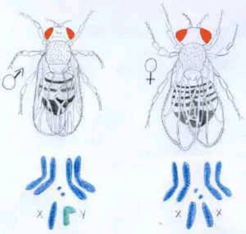 Genes and Chromosomes