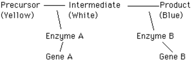 "One gene produces one enzyme" Hypothesis