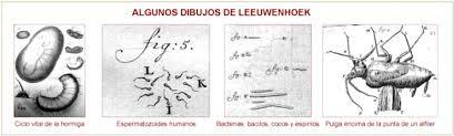 Dibujos de Leeuwenhoek