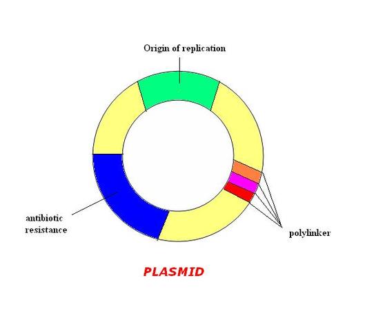 DNA Plasmid