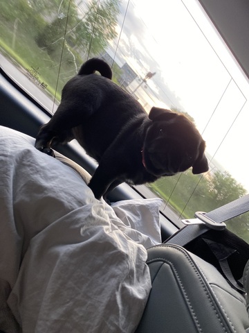 When i got my dog daisy