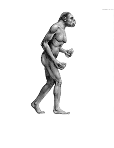 Homo Habilis