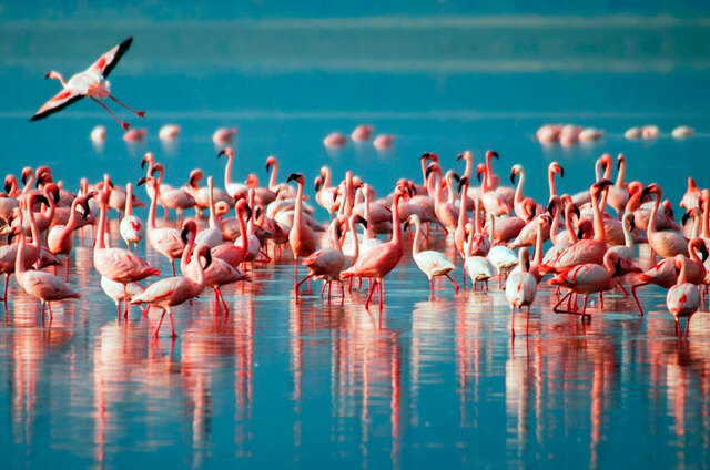 Ecología de poblaciones