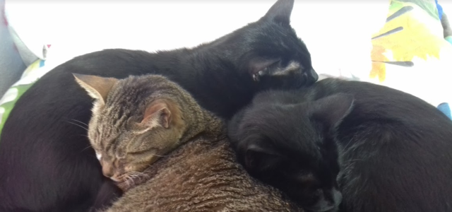 Nire lehenengo maskota hil zen.