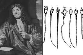 Johan Ham descubrió los esperamatozoides