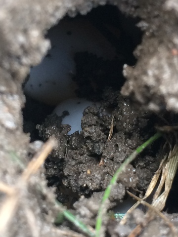 the day i moved to ohio