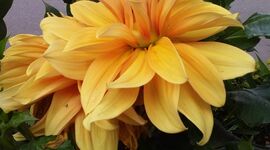 Timeline: Historia de la tierra