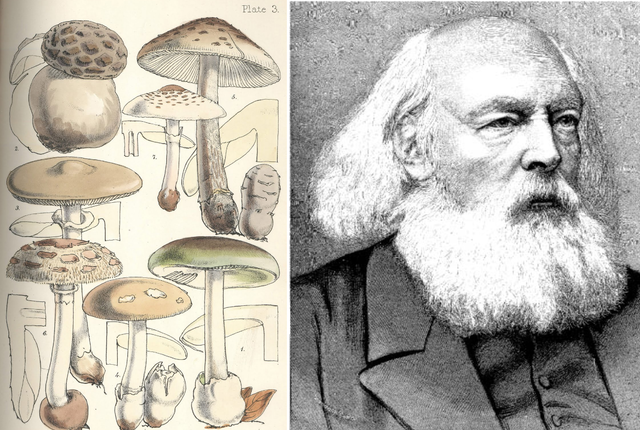 Miles Joseph Berkeley