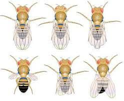 Descubren mutaciones por rayos X