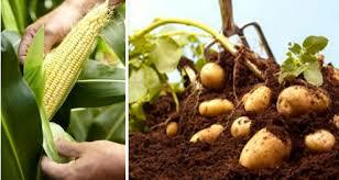 Agricultura científica