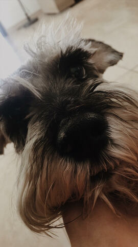 Fallecimiento de mi mascota