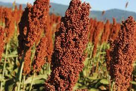 Sorgo