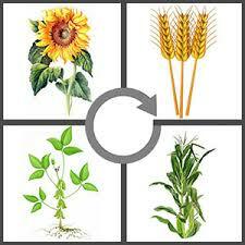 Se crea el sistema de rotación de cultivos