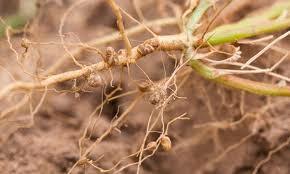 Descubrimiento de la fijación de nitrógeno