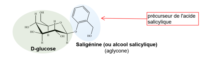 Isolation de la salicyline par Johann Büchner