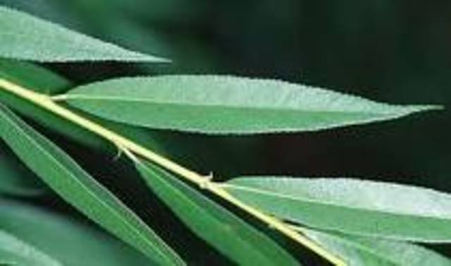 Salicin Discovered (400 BC)