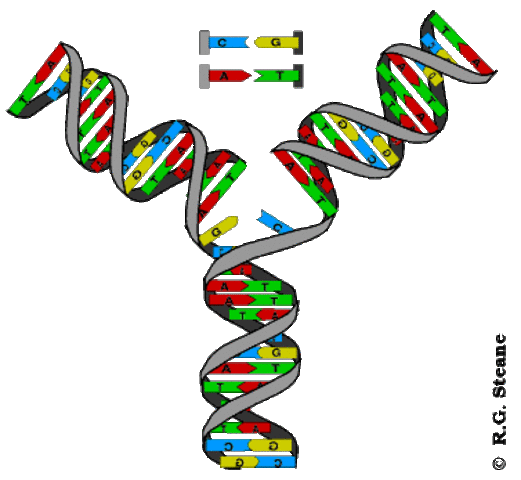 Structure of DNA