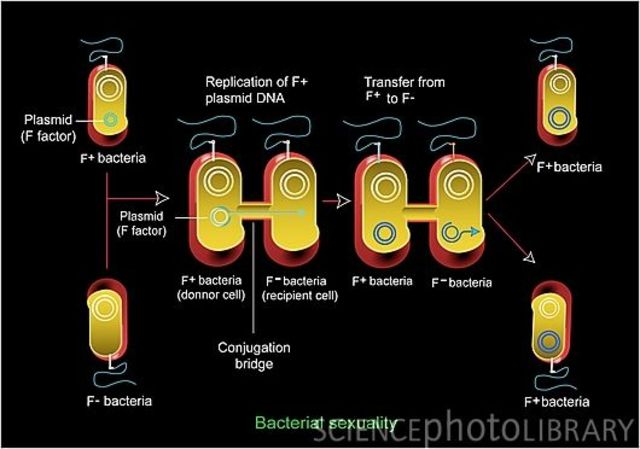 Genetics and bactira