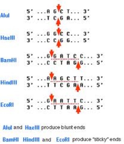 Bacterial restriction enzymes