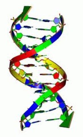 DNA structure is discovered