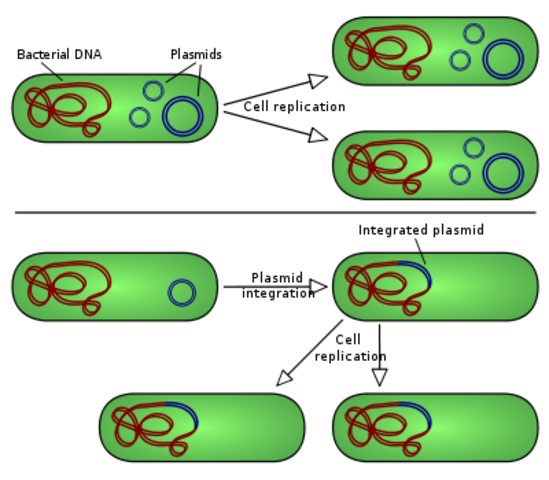 Plasmids