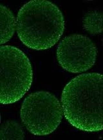 Plasmid DNA is discovered