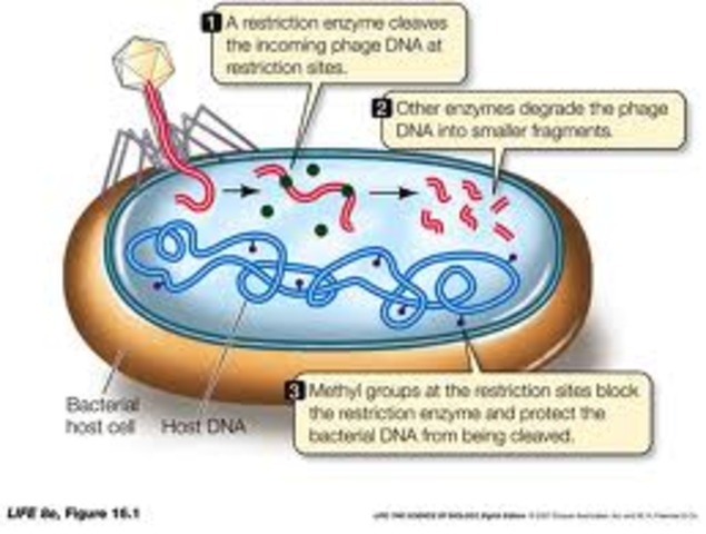 Bacterial restriction enzymes that cut DNA are discovered