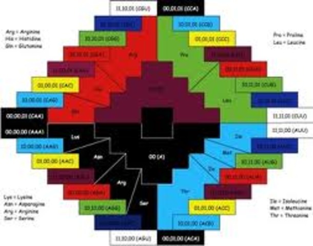 The 64 Condons are discovered