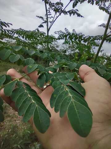 Crecimiento de la planta