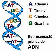ADN