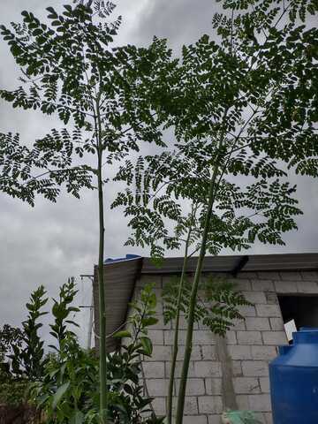 Planta Moringa