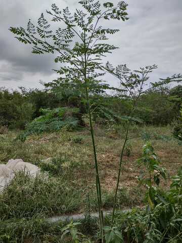 Planta moringa