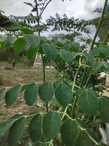 Planta moringa
