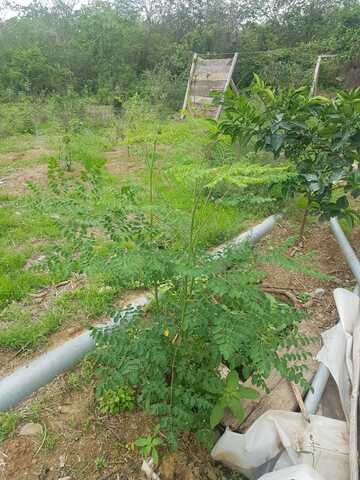 Planta moringa