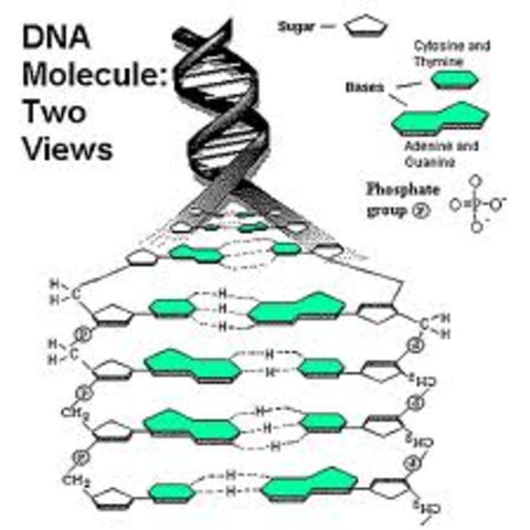 DNA