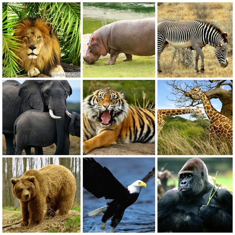 quinto día de la creación