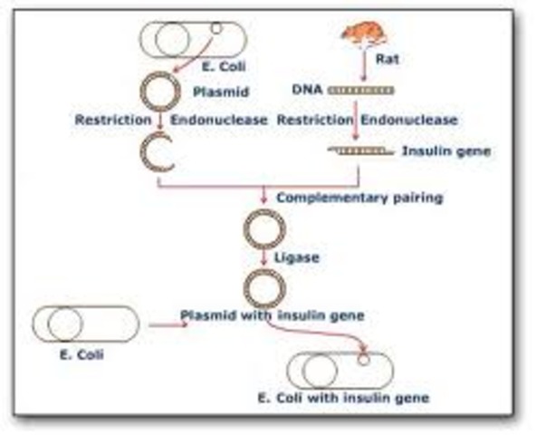 Synthetic Insulin gene into E. Coli