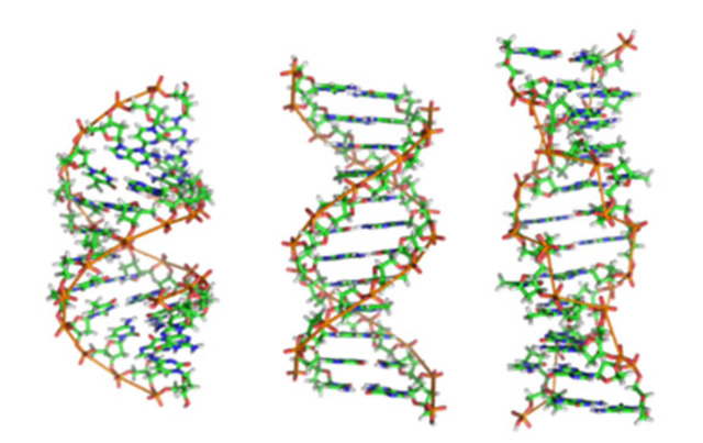 Finding in white Blood Cells, Nucleic Acid