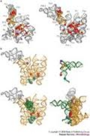 bactiral reconstuctuion