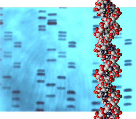 DNA Fingerprint