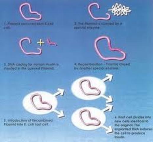 Boyer inserted a synthetic insulin gene into E. coli