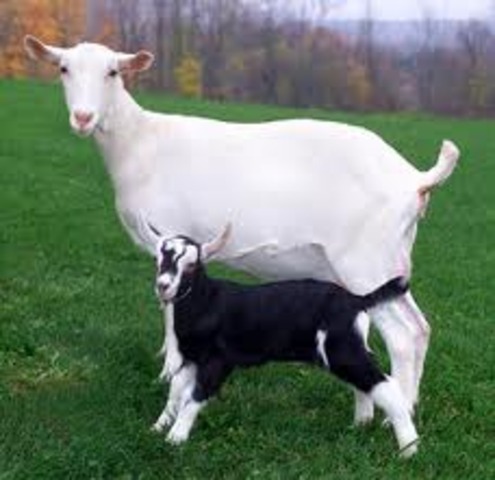 First Transgenic animal