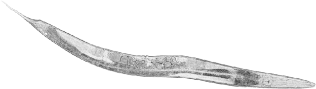 C. elegans