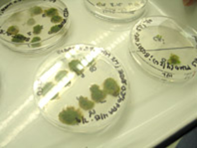 Agrobacterium-mediated gene transfer