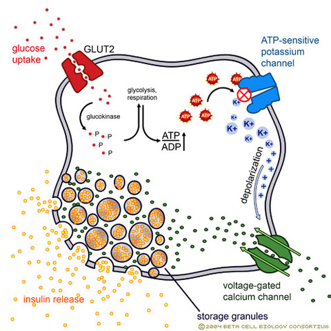 Insulin inside bacteria