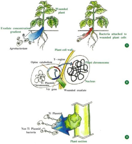 Agrobacterium-Mediated gene transfer