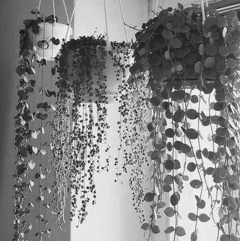 LA ECOLOGÍA SE CONSIDERA CIENCIA