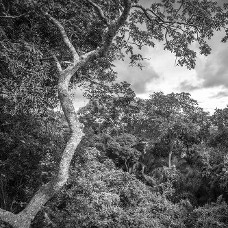 ESTUDIO DE VEGETACIÓN Y FACTORES